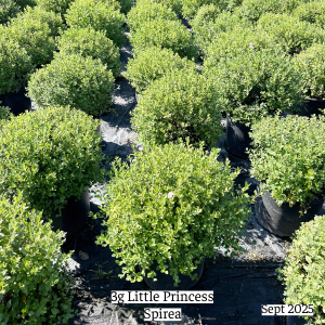 September 2025 3g Little Princess Group Website 